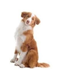 Nova Scotia Duck Tolling Retriever Logo