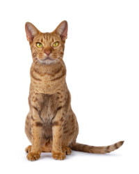 Ocicat Logo