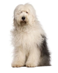 Old English Sheepdog Logo