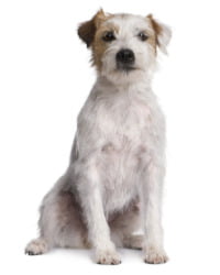 Parson Russell Terrier Logo