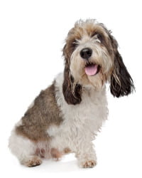 Petit Basset griffon vendéen Logo