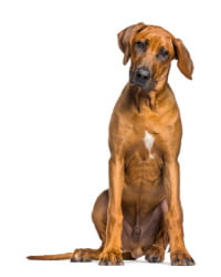 Rhodesian Ridgeback Logo