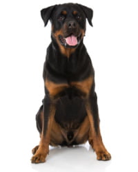 Rottweiler Logo