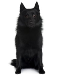 Schipperke Logo