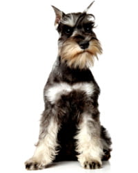 Schnauzer Logo