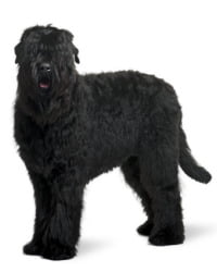 Schwarzer Terrier Logo