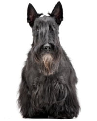 Scottish Terrier Logo