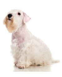 Sealyham Terrier Logo