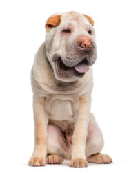 Shar Pei Logo