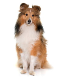 Shetland Sheepdog Logo