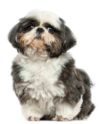 Shih Tzu Logo