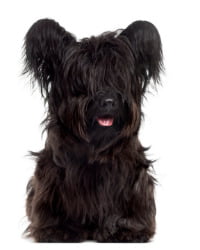 Skye Terrier Logo