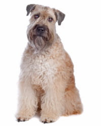 Soft Coated Wheaten Terrier Logo