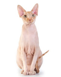 Sphynx Katze Logo