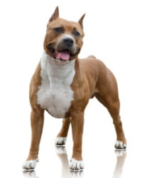 Staffordshire Bull Terrier Logo