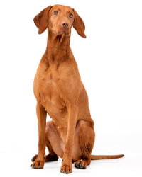 Ungarischer Vizsla Logo