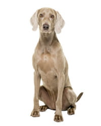 Weimaraner Logo