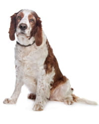 Welsh Springer Spaniel Logo