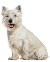 West Highland White Terrier Logo