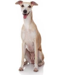 Whippet Logo