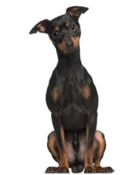 Zwergpinscher Logo