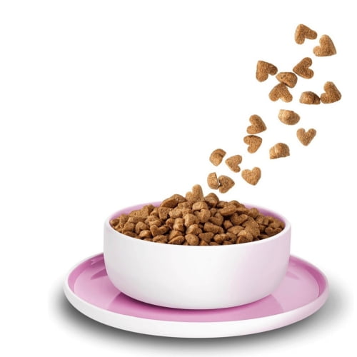 KITTY Cat Kitten Huhn