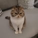 Wusel